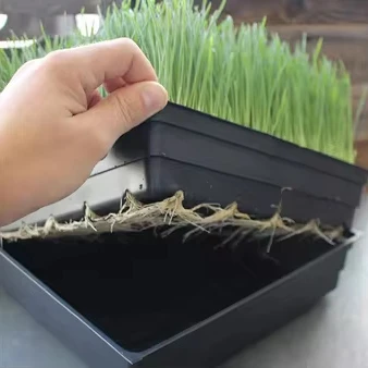 Large Size Fodder Table Growing Trays